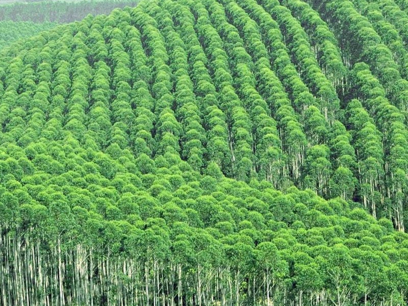 桉樹草莓视频在线免费室及儀器設備