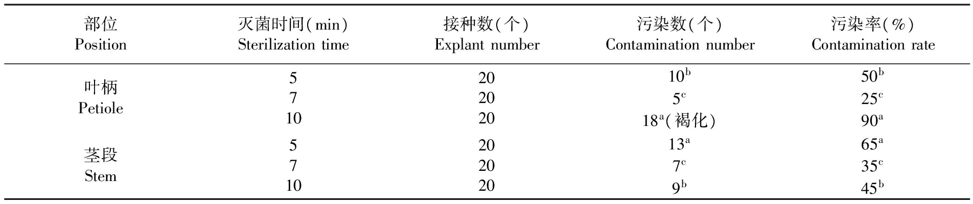 植物草莓视频在线免费設備