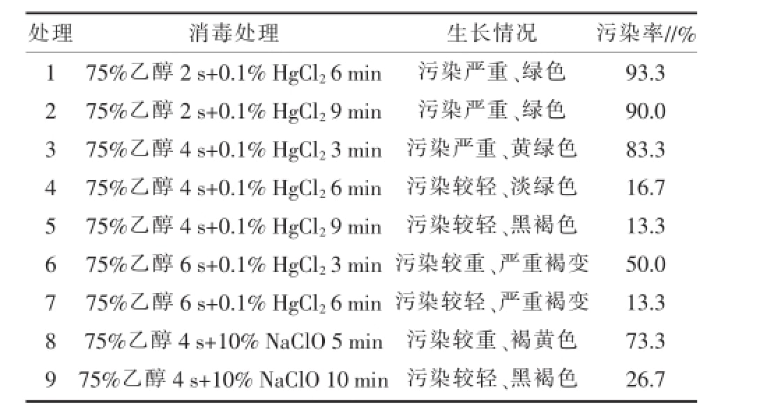 空氣鳳梨草莓视频在线免费快繁技術優化