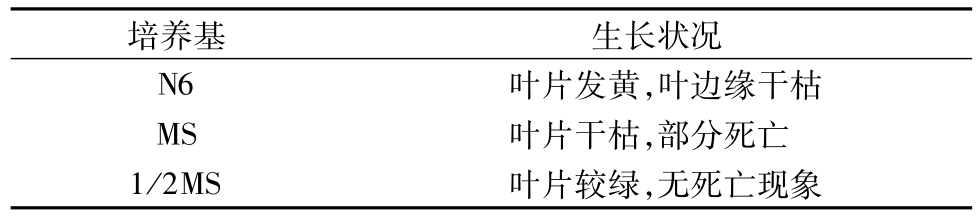 蘆葦草莓视频在线免费快繁技術的研究