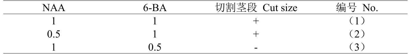 鐵皮石斛草莓视频在线免费體係的建立